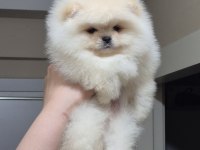 ÜST KALİTE ORİJİNAL IRK AYICIK YÜZ POMERANİAN BOO