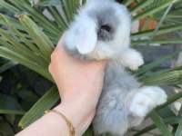 SAFKAN HOLLANDA LOP TAVŞAN GÖNDERİM VAR