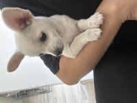 Safkan chihuahua bebeğim