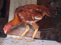 KENDİ ÜRETİMİM KÜMES HAYVANLARI