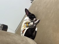4 aylık chihuahua yavrumuz