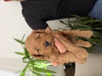 Toy Poodle bebekler