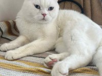 British Shorthair Yetişkin
