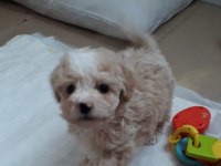 2,5 AYLIK MALTİPOO YAVRU