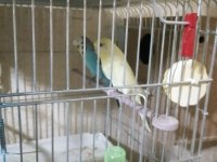 Yavrulu hazır takım erkek tepeli dişi kırmızı göz muhabbet