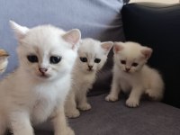 British Shorthair Silver Golden Bebekler