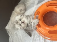 Scottish fold silver bebekler