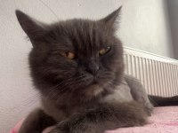 3 Yasındaki British Shorthair Kedimiz Sahiplendirilecektir