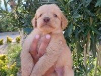 Golden retriever uygun ve güzel