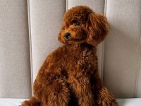 Acil Uygun 14 Aylık Poodle