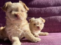 Terrier yavrularımız sahiplendirilecekler