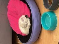 4 aylık dişi scottish fold