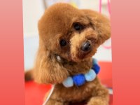 Toy poodle 1 numara erkek