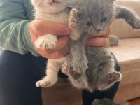 British Shorthair Yavrular Irk Sağlık Garantilidir