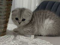 Ailenize yeni bir dost kediniz olsun