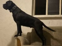 Acil sahiplendirilecek A şecereli cane corso yavrular