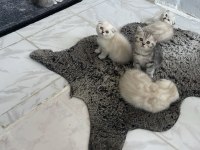 Scottish Fold Blue Point Yavrularımız