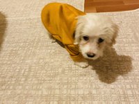 Maltese terrier köpeği