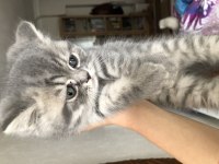 Gri british shorthair yavru kedim