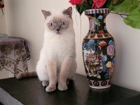 Safkan British Blue Point Dişi Erkek 2 Kedi