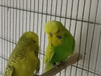 Uyguna Şov Muhabbet Kuşlar