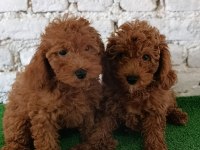 Toy poodle yavrularımız