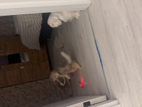 British longhair ay12 blue golden
