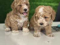 Üst kalite maltipoo
