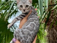 Silver Bengal Yavruları ( Faturalı)