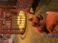 1.5 yaşında erkek pomeranian