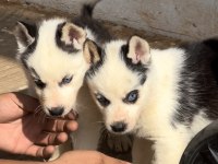 Muhteşem kalite husky yavrularımız