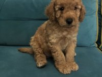 HARİKA TOY POODLE