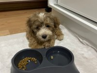 Morkie yavrumuzu sahiplendiriyoruz