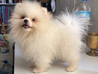 ORİJİNAL POMERANİAN BOO DİŞİ YAVRU
