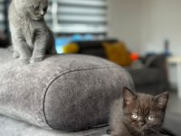 2 erkek 3 dişi 2.5 aylık scottish fold yavrular