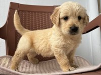 A kalite golden retriever yavruları