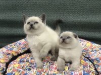 Türkiyenin en güzel british shorthair bebekleri