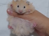 Safkan Teddy Bear Hamster Yavruları