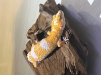 SUPER KALITE LEOPARD GECKO