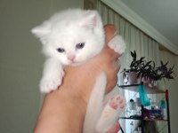 Beyaz british shorthair yavrularım yeni yuvasını arıyor
