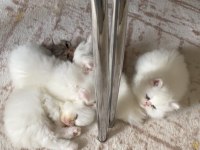 2 AYLIK YAVRU İRAN KEDİSİ SAHİPLENDİRİLECEKTİR