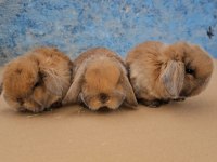 Mini Lop Tavşan Bebeklerimiz