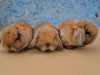 Mini lop tavşan bebeklerimiz