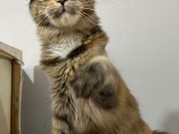 BLACK TORTİE İSABELLA MAİNE COON