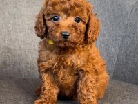 KIVIR KIVIR TOY POODLE YAVRULARI