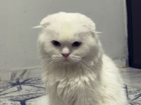 Beyaz Prens Scottish Fold