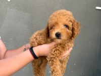 SAĞLIK VE IRK GARANTİLİ TOY POODLE KÖPEKLER