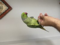 Evcil Konuşan Pakistan papağanı