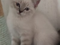 SAHİBİNDEN TÜM EŞYALARI İLE UYGUNA SAFKAN KEDİMİZ