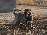 KÖPEĞİMİZİN BEDELİNİ ÖDEYEN ALIR